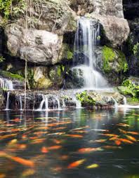 Introduce some fresh water scavengers Keys To Keeping A Clean Pond Floor Pond Trade Magazine