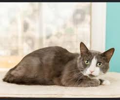 With their tiny legs, they're basically the corgis of the cat world. Local Feline Rescue Plans A Forever Haven For Unadoptable Cats Long Beach Post News