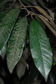 Image result for Chrysophyllum welwitschii