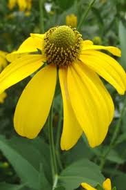 Pin On Perfect Perennials