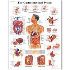 us 10 64 5 off gastrointestinal system chart poster map canvas painting wall pictures for medical education doctors office classroom home decor in