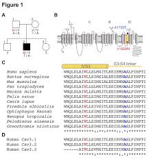 segregation of v1689m and a1705t hcav3 2 mutations in an als