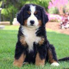 See bernese mountain dog pictures, explore breed traits and characteristics. Bernese Mountain Dog Puppies For Sale Greenfield Puppies