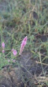 Image result for Hermbstaedtia fleckii