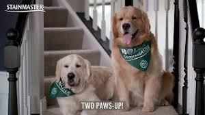Check spelling or type a new query. Charlie And Bodie Official Stainmaster Petprotect Carpet Testers Youtube