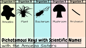 dichotomous keys identification achievement unlocked