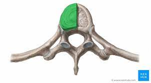 Existing boilerplates freely modify backbone core, lack a build process, and are very prescriptive; Thoracic Vertebrae Anatomy Function And Definition Kenhub