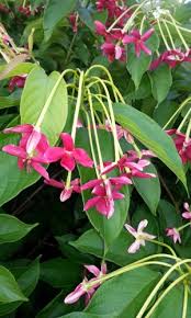 Image result for Combretum indicum