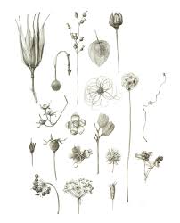 Drawings By Lewis Ginter Botanical Garden Botanical Drawing Teacher Lara Call Gastinger Botanical Art Botanical Drawings Botanical Illustration