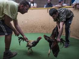 Peleas De Gallos Ganar O Morir Politica El Pais