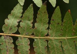 Image result for Blotiella natalensis