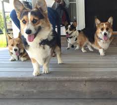 Find corgi puppies in canada | visit kijiji classifieds to buy, sell, or trade almost anything! Court S Corgis Home Facebook