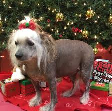 Ryleigh Chinese Crested Animals Crest