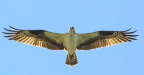 Birding Canoe Trip