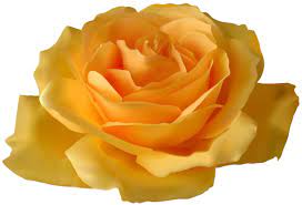 Yellow Rose Png Clipart Yellow Roses Rose Beautiful Roses