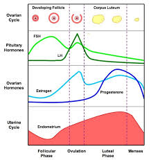 Hormone Level Chart During Menstrual Cycle