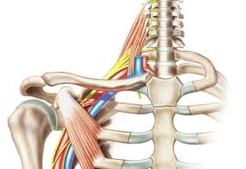 conditions we treat brachial nerve injury johns hopkins