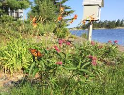 Identifying Milkweed Milkweedwatch