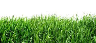Grass Png Image Green Grass Background Grass Grass Patch