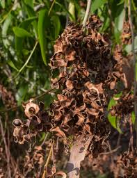 Image result for Acacia afra