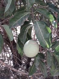 Image result for Saba comorensis