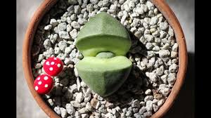 Use rocks to support the pad and keep it at the correct angle. Split Rock Survival 101 Pleiospilos Care Youtube