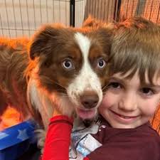 25 cute Miniature Australian Shepherd puppies for sale in Oklahoma City,  Oklahoma