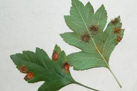 Image result for Gymnosporia pubescens