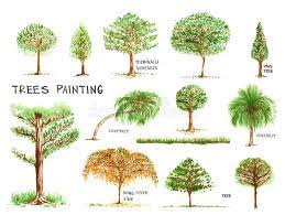 Maple tree pictures category has many photos of maple trees, facts on maple tree species, we have many beautiful maple common names: Trees Painting Isolate On White Background Stock Illustration Illustration Of Garden Background 96631314