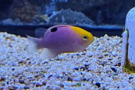 Image result for Bolusiella talbotii