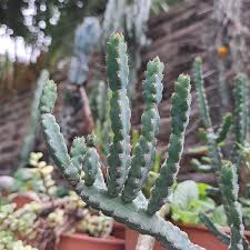 Image result for Euphorbia debilispina