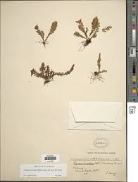 Image result for Lellingeria