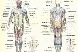 Label the muscles of the body key. Muscle Anatomy Muscles Body Labeled Biological Science Picture Directory Pulpbits Net