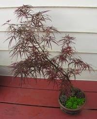 A japanese maple will grow the size container it is put in. Japanese Maples For Containers Dave S Garden