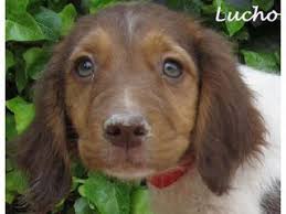 Tierheim Kranenburg-Mehr kann weiter arbeiten.