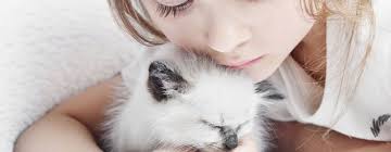 10 razze di gatti da conoscere per scegliere quella giusta per te. Le 4 Migliori Razze Di Gatti Da Appartamento Blog Gatti Petyoo