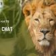 Big Cat Chat event image