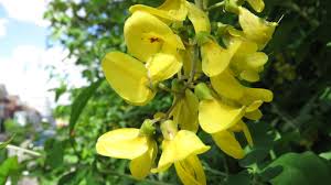 Image result for Laburnum