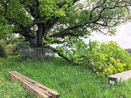 villingen schwenningen magdalenberg eiche busst ast ein villingen schwenningen umgebung schwarzwalder bote
