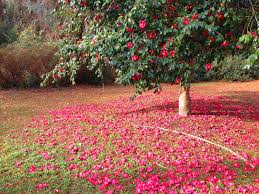 (1.5 cm) strip of bark off the base of the cutting and dipping the wound in hormone rooting compound. How To Grow Camellias The Garden Of Eaden