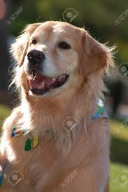 For golden retrievers, this typically occurs before they are one year of age. Weibliche Erwachsene Golden Retriever Mit Frohlichen Ausdruck Lizenzfreie Fotos Bilder Und Stock Fotografie Image 15216863