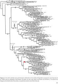 Image result for Eccoptocarpha obconiciventris
