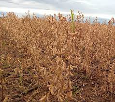 Image result for Brazzeia soyauxii