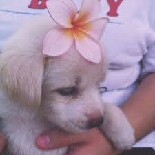 Aesthetic Alternative Animal Animals Beautiful Cool Cute Dog Dogs Flower Flowers Grunge Hipster Indie Life Live Love Dogs Cute Animals Animals
