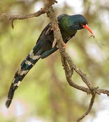 Garden Birds Of South Africa Green Wood Hoopoe South African Birds Birds Backyard Birds