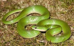 Our wholesale feeders for sale. Freshmarine Com Green Snake Opheodrys Vernalis Buy Smooth Green Snake Now And Save