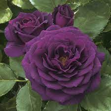 Check spelling or type a new query. 2020 36 Tree Roses Van Winden S