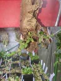 Image result for Bulbophyllum prorepens