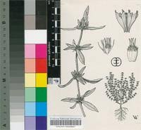 Image result for Spermacoce sphaerostigma