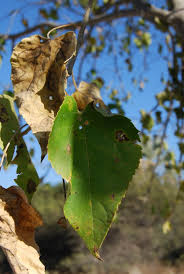 Image result for Croton megalobotrys